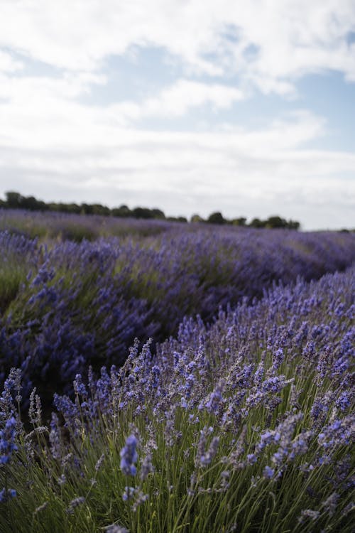Lavender field growing in nature