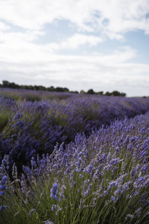 Ilmainen kuvapankkikuva tunnisteilla aromaattinen, aromi, botaniikka