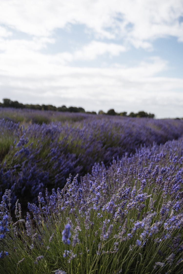 Lavender Field Growing In Nature