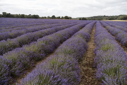 Plantations of bushes with purple lavender flowers growing in rural area on summer day in nature against forest with green tr