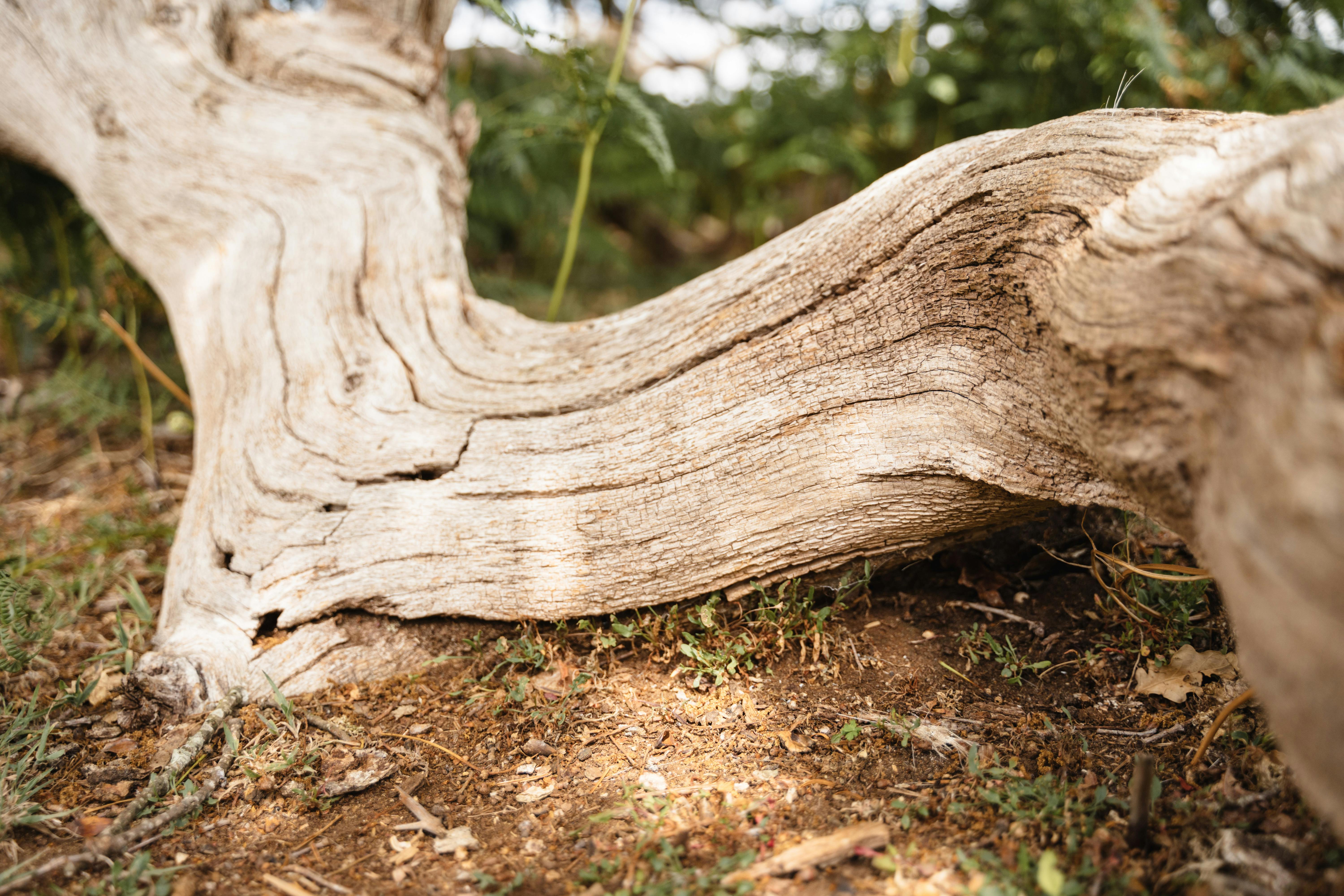 Mark Grapes curating driftwood pieces