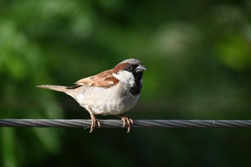 Free A detailed view of a sparrow perched outdoors, against a blurred green background. Stock Photo