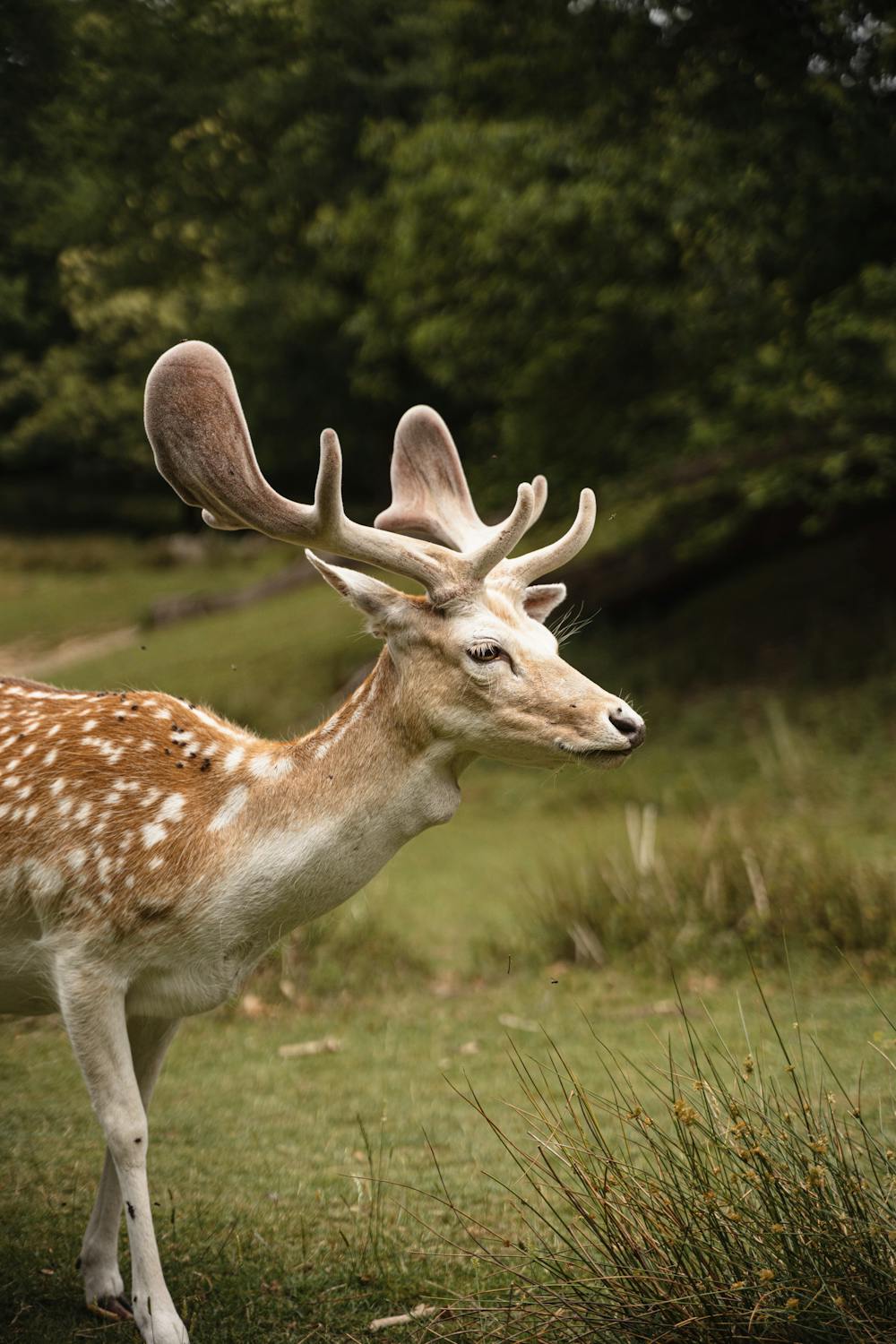 Deer And Celery: The Shocking Truth! - b8pzzet