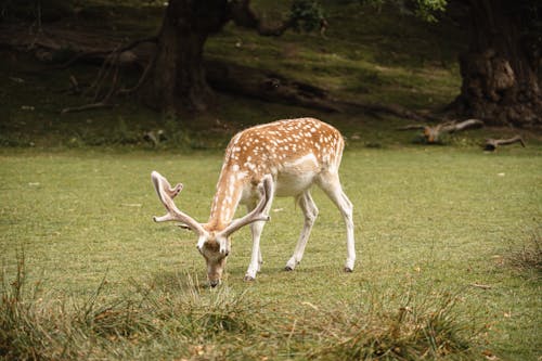 Cute wild brown spotted deer with big antlers pasturing on green grassy ground near trees in nature on summer day