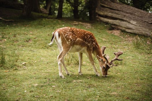 Adorable spotted deer pasturing in nature