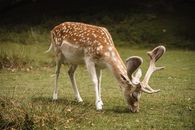 Cute deer with big antlers and white spots grazing on grassy glade near green trees in nature on summer day