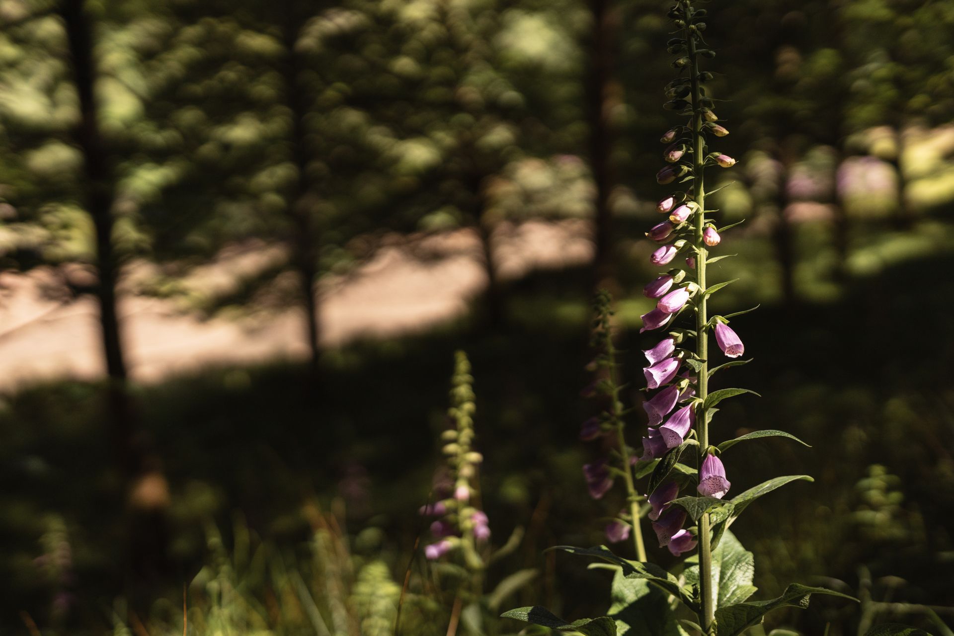 Blooming flower growing in forest