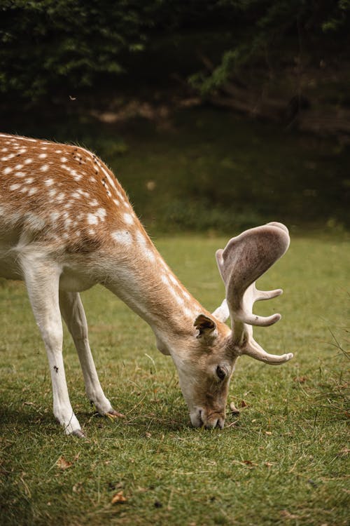 Cute European fallow deer with spots and antlers pasturing on grassy ground near green trees in nature on summer day