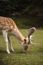Cute European fallow deer with spots and antlers pasturing on grassy ground near green trees in nature on summer day