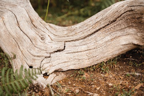 Beam on ground in forest