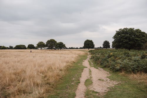 Grassy meadow near green bushes