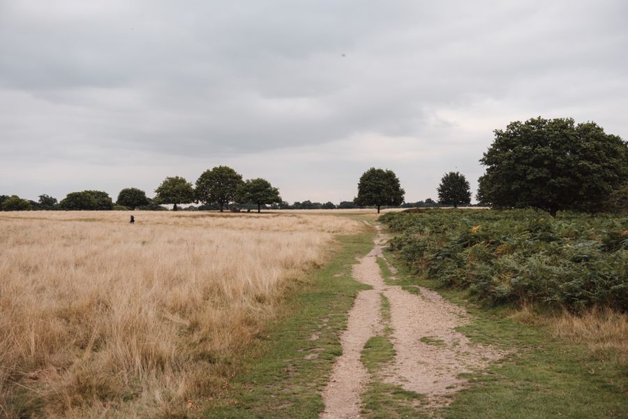 Rural field covered with grass near lush shrubs growing against tall green trees in rural area of countryside in nature