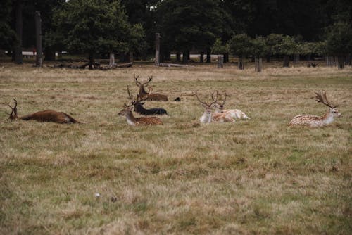 Wild European fallow deer with spots and big antlers lying on green field while grazing in nature with lush trees