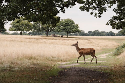 Wild graceful deer with brown fur strolling on grassy terrain while grazing in nature with lush green trees in forest