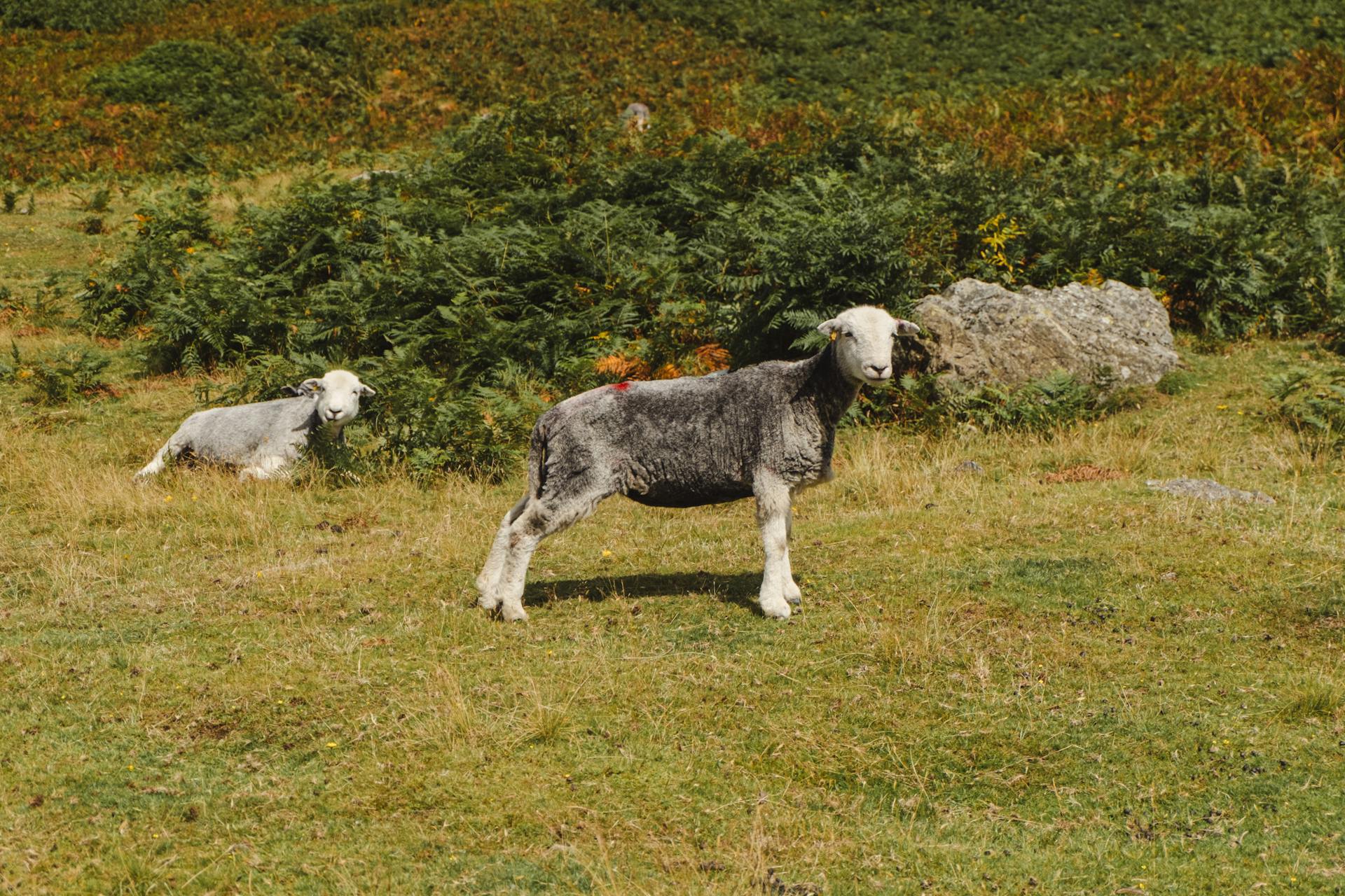 Gray sheep grazing in grassy meadow near bushes on sunny summer day in countryside