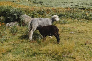 Black sheep sucking milk of gray sheep on sunny summer day in grassy field