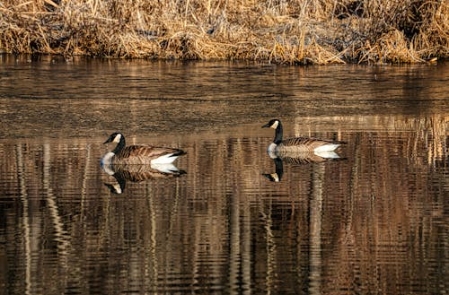 Two Geese Swimming in the Water