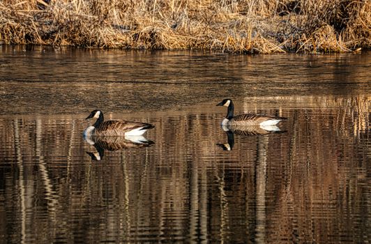Two Canadian geese gracefully float with reflections in a tranquil Minnesota pond.