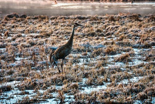 動物, 沙丘鶴, 沼澤 的 免費圖庫相片