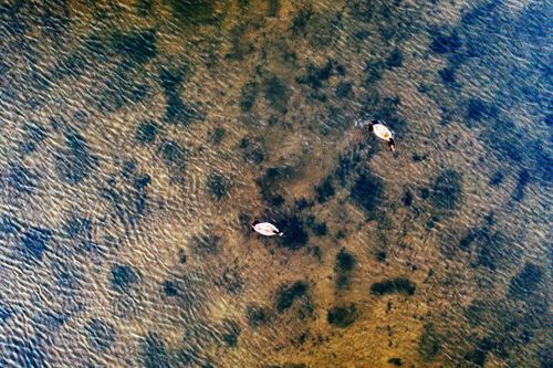 Free Canada geese gliding over clear water, aerial view showcasing natural patterns and wildlife elegance. Stock Photo