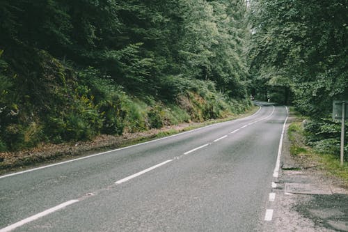 Narrow straight asphalt highway surrounded with tall green trees with lush foliage growing in forest in countryside on summer day