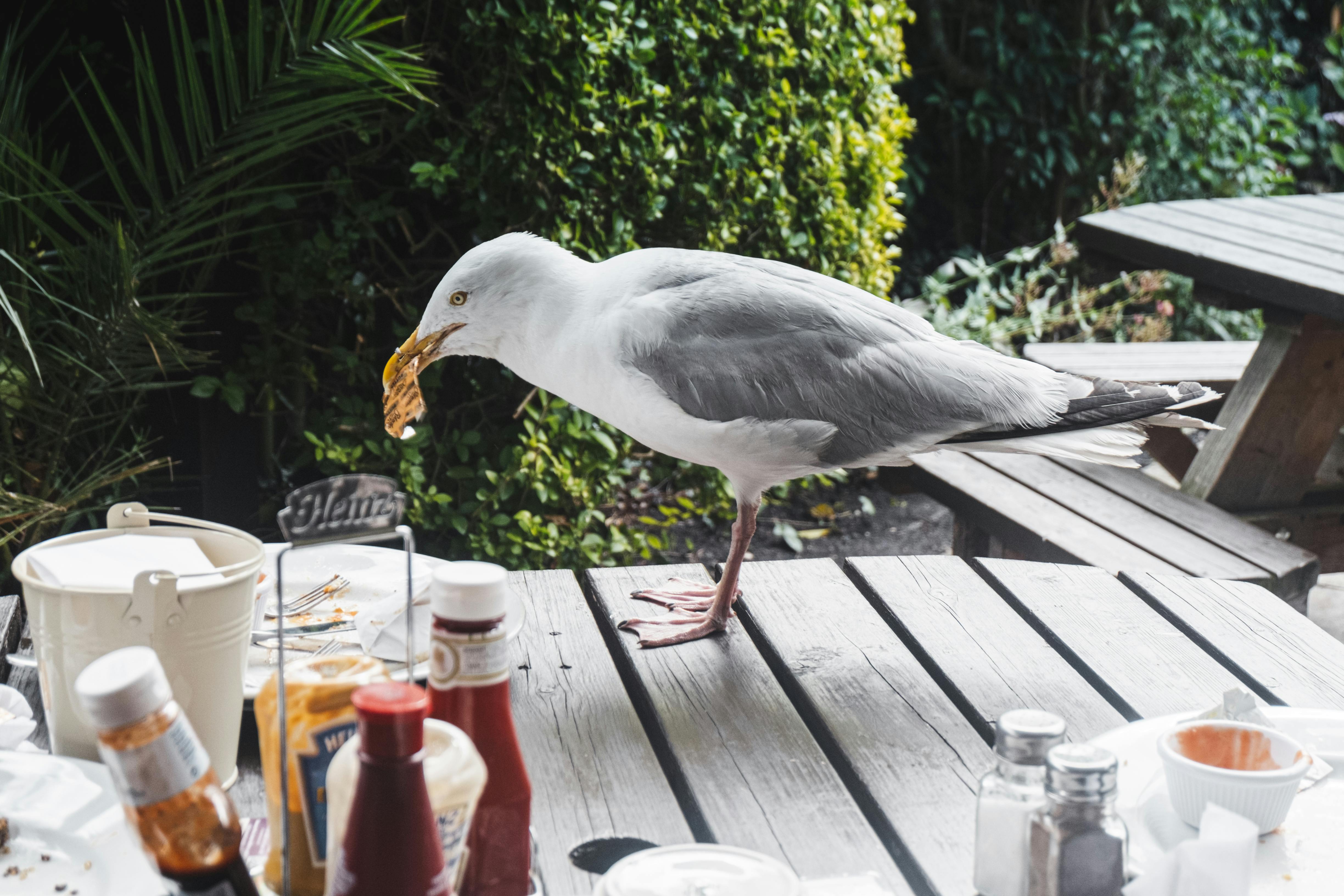 seagull on table on terrace of cafe