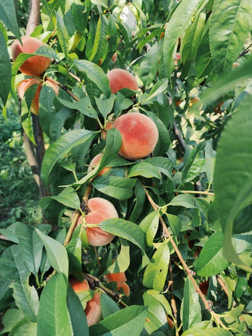 夏天, 多汁的, 新鮮水果 的 免费素材图片