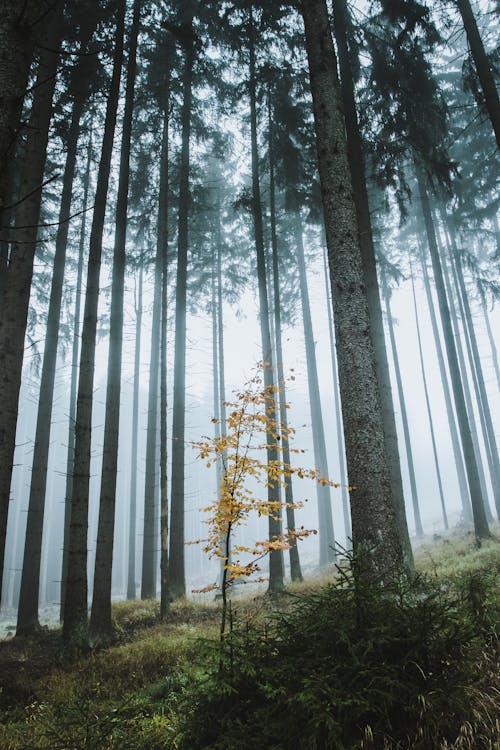 Fotobanka s bezplatnými fotkami na tému les, lesy, príroda