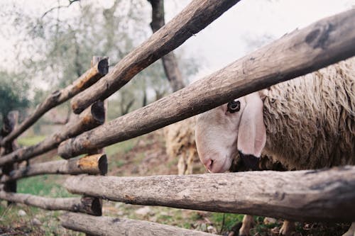 Foto stok gratis binatang, domba, kayu