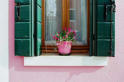 Potted Pink Flowers on a Window Sill