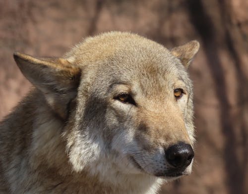 Close-Up Photo of a Brown and White Wolf's Head