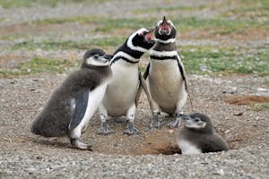 Two White-and-black Adult Penguins Near Two Penguin Chicks