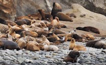 在智利耶巴斯岛的岩石海岸上，一大群海狮正在休息