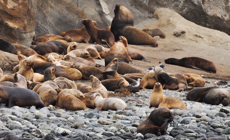 Sea Lions Lot