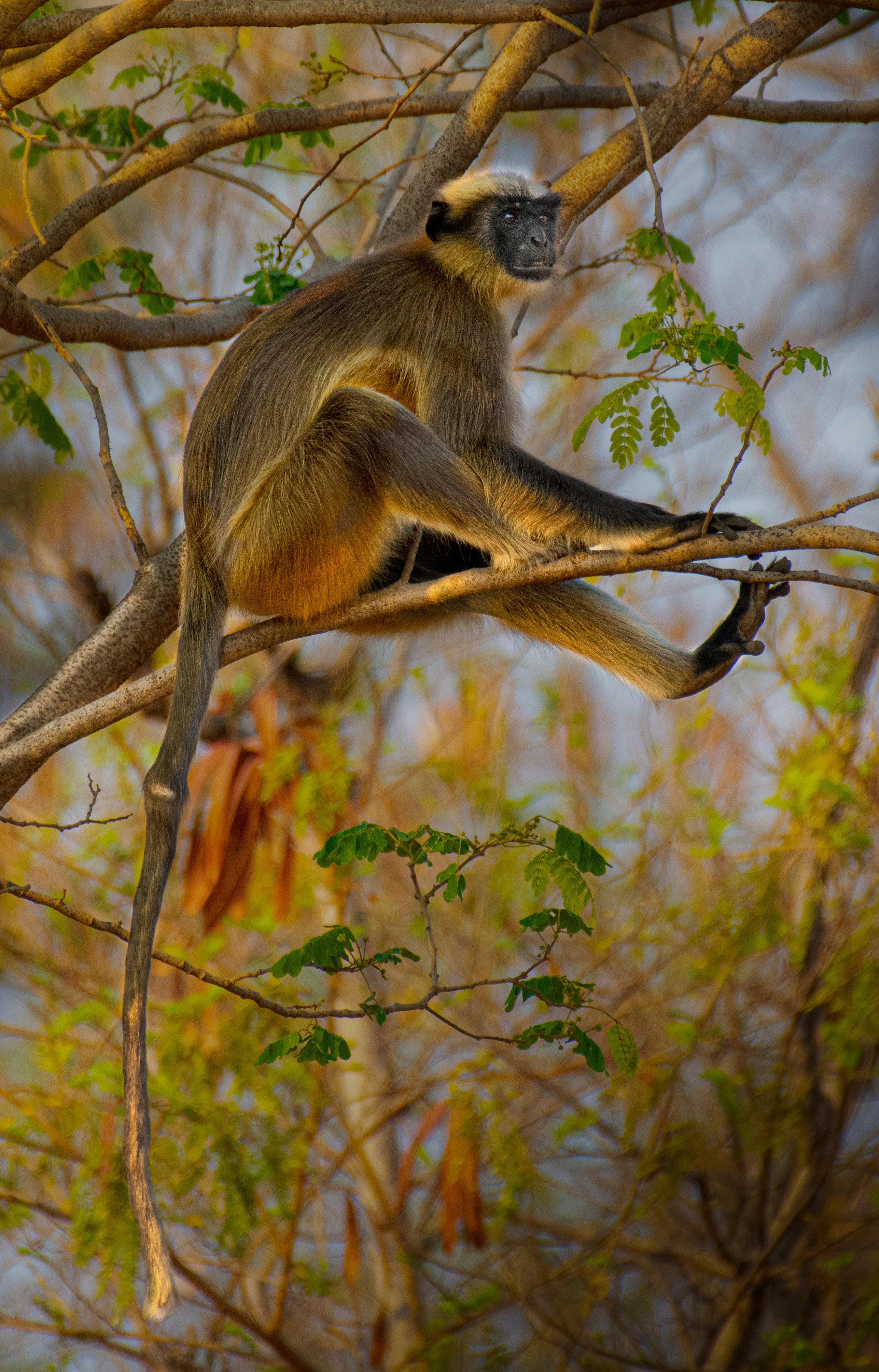 Macaco Aranha - Foto gratuita no Pixabay - Pixabay