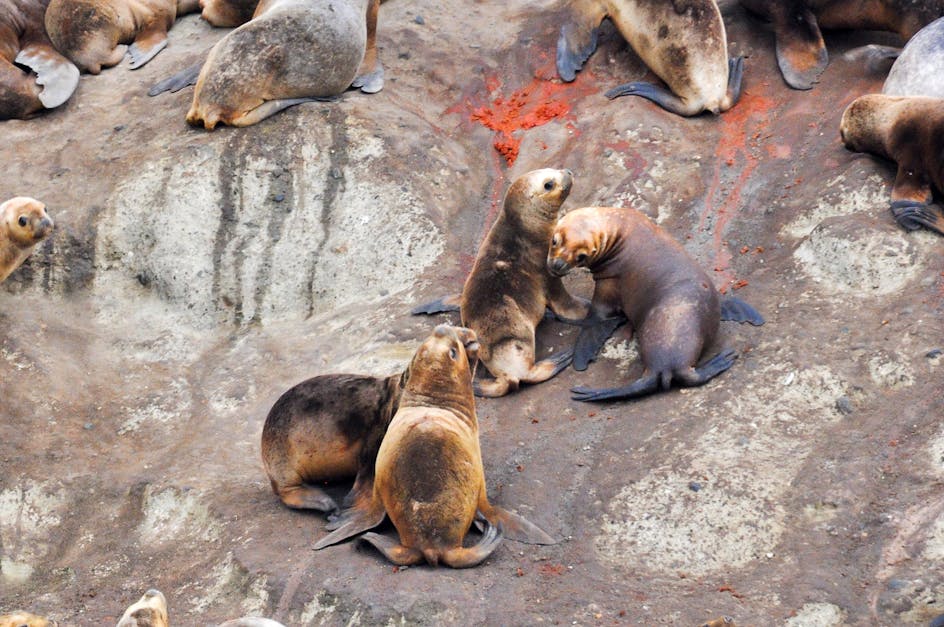 Free stock photo of chile, lions, sea lions
