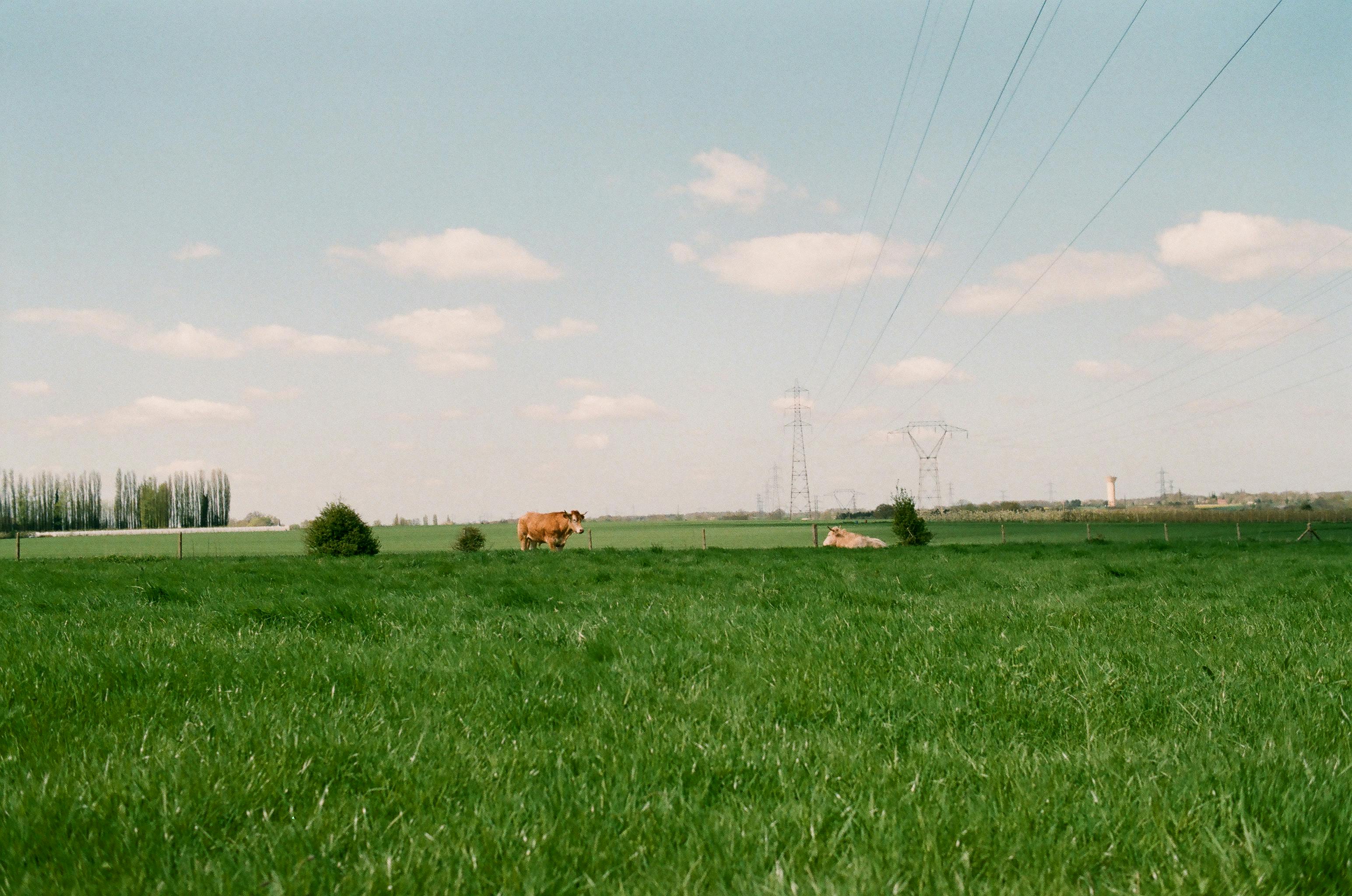 cows on grassy meadow in countryside