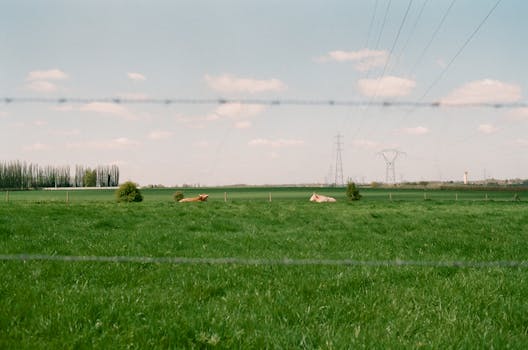 Cows grazing on green grassy meadow against tall trees and power lines in rural area on summer day in nature