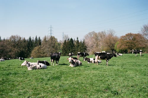 Cows pasturing on grassy meadow