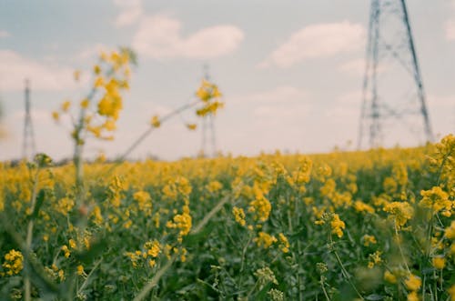 Blossoming small yellow flowers with green stems growing in field against industrial electrical power line and blue sky in countryside
