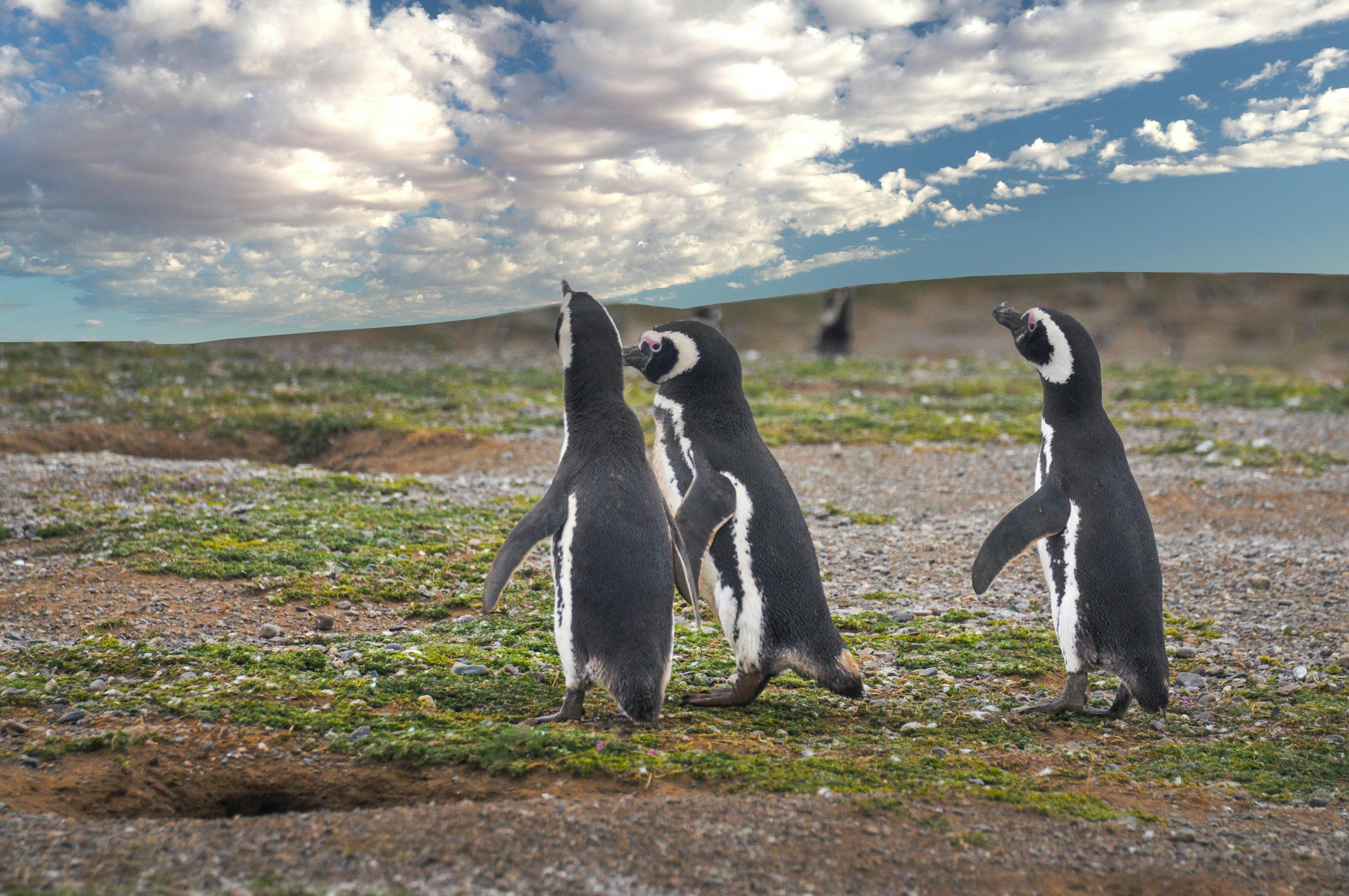 Free stock photo of Magellanic, magellanic penguins, penguins