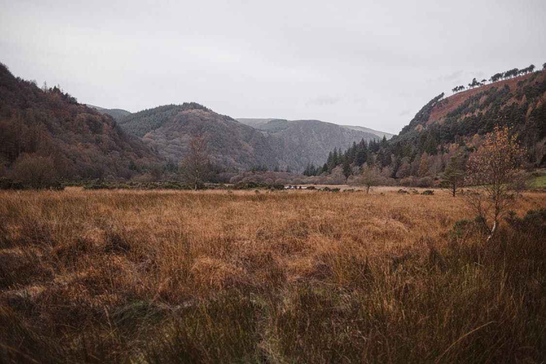 Scenic view of golden grass against majestic ridges with trees under light sky in fall