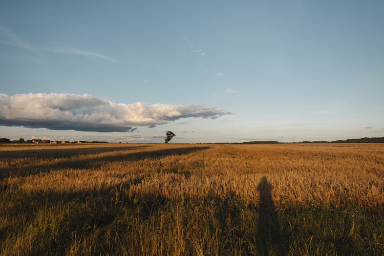 Countryside Field With Golden Grass Under Cumulus Clouds