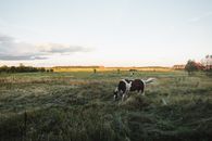 Piebald horse eating grass in field against trees under cloudy sky in countryside in daytime