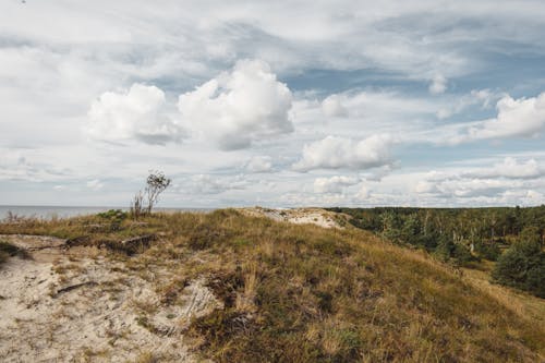 Hill with grass against sea and coniferous trees under clouds