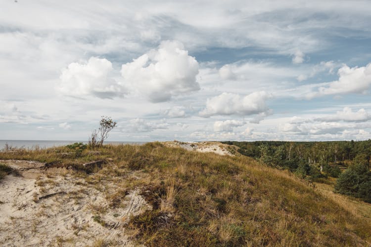 Hill With Grass Against Sea And Coniferous Trees Under Clouds