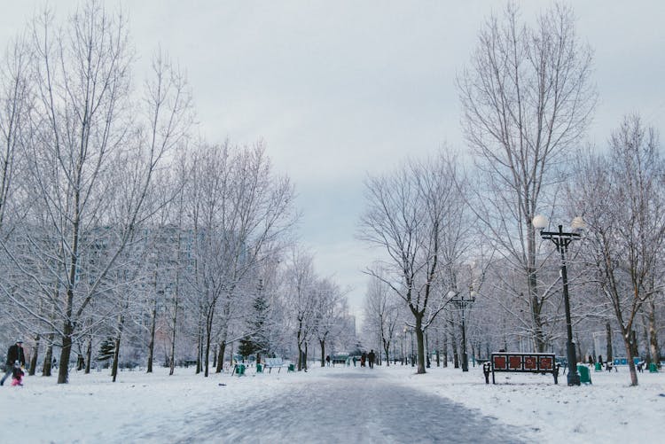 Pathway Between Snowy Trees And Unrecognizable Citizens In Urban Park