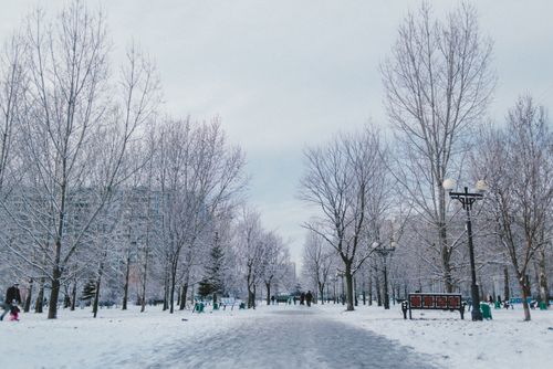 Free Walkway between overgrown trees on snowy land and anonymous people under light sky in winter city Stock Photo