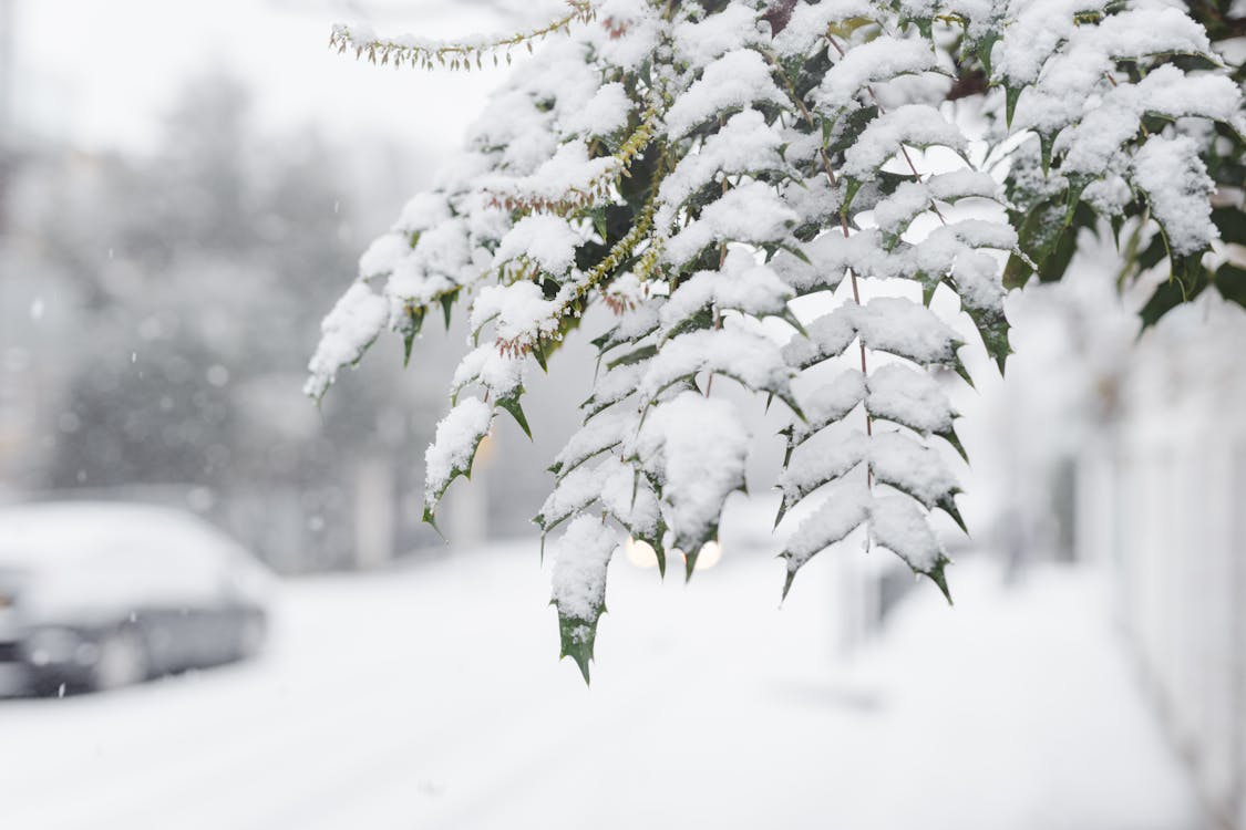 Green branches of tree covered with snow growing in town near walkway with car and fences on blurred background during snowfall in winter time
