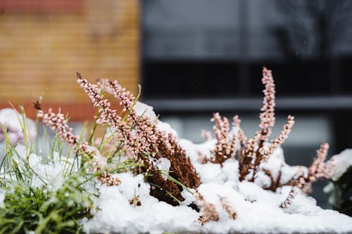 Ilmainen kuvapankkikuva tunnisteilla alue, botaniikka, calluna